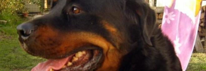 Ragazzino azzannato al volto dal suo rottweiler: ricoverato in ospedale Ragazzino azzannato al volto dal suo rottweiler: ricoverato in ospedale