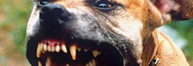 Morso galeotto, ma il cane aggressivo se la cava con gli "arresti domiciliari" Morso galeotto, ma il cane aggressivo se la cava con gli "arresti domiciliari"