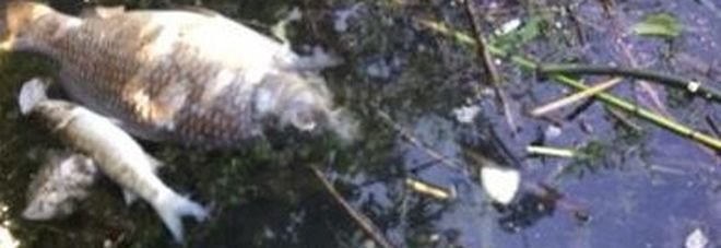 Tevere, è allarme per l'acqua: «L'inquinamento fa morire i pesci»