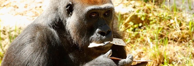 Uccisi 5 ranger eroi che difendevano i gorilla Uccisi 5 ranger eroi che difendevano i gorilla