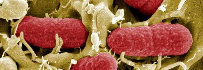 Infarto al cuore, tutto parte da un batterio dell’intestino: un vaccino per curarsi