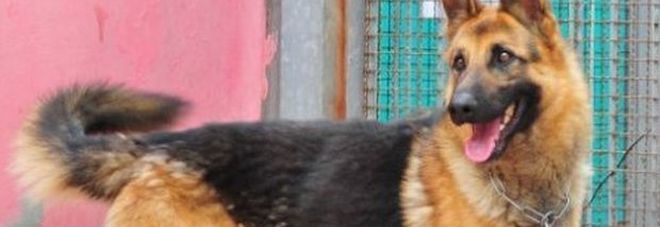 Padrone morto, il cane avvisa abbaiando dal terrazzo: ora è in canile Padrone morto, il cane avvisa abbaiando dal terrazzo: ora è in canile