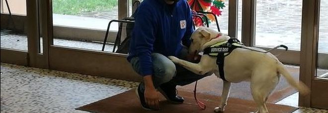 Moira, uno dei due cani addestrati per assistere persone affette da disabilità Moira, uno dei due cani addestrati per assistere persone affette da disabilità