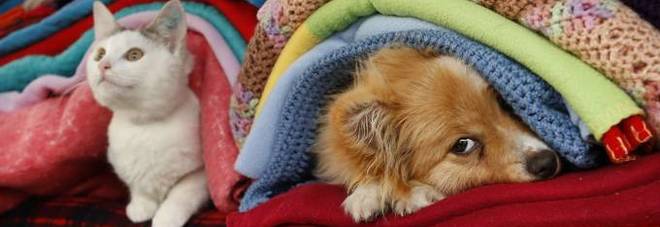 Cani e gatti al freddo?
Ecco 10 regole per la loro
dieta ideale contro il gelo