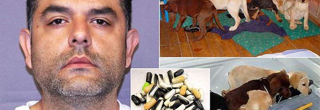 La terribile fine dei cuccioli imbottiti di eroina alla dogana La terribile fine dei cuccioli imbottiti di eroina alla dogana