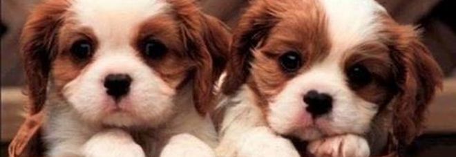 Promettono Cuccioli Di Cane In Dono Ma è Una Truffa Il Mattino