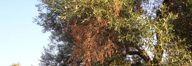 Xylella, errare è umano ma perseverare è diabolico Xylella, errare è umano ma perseverare è diabolico