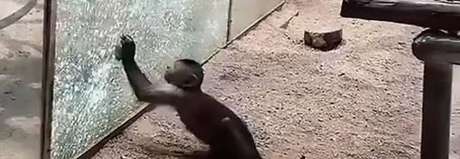 Fuga per la libertà: scimmietta leviga una pietra e sfonda il vetro dello zoo per uscire