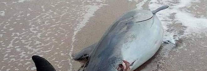 Trova un delfino morto in spiaggia e tenta di farlo a pezzi: rischia il linciaggio