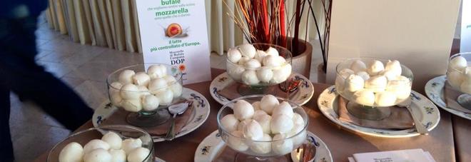 mozzarella mozzarella