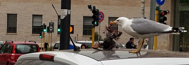 Gabbiano sbrana piccione sul tetto di un'auto a piazza Bologna