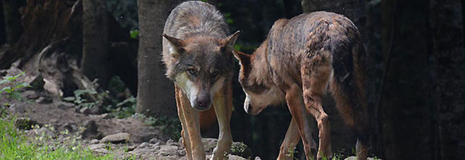 Lupo: recinti elettrici e cani, «se non basterà, si spara» Lupo: recinti elettrici e cani, «se non basterà, si spara»