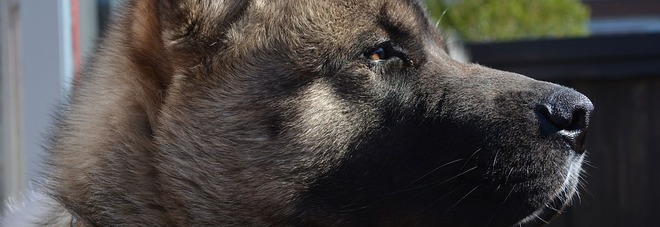 ​«Il suo cane è grande come una mucca: non può entrare nel supermercato» ​«Il suo cane è grande come una mucca: non può entrare nel supermercato»