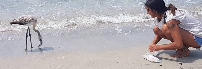 Sorpresa, in spiaggia c'è un fenicottero Sorpresa, in spiaggia c'è un fenicottero