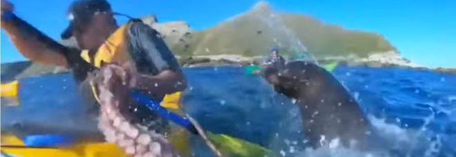 Incredibile in Nuova Zelanda, la foca schiaffeggia un uomo con un polpo