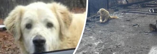 La casa va a fuoco, il cane resta ad aspettare la sua padrona per un mese La casa va a fuoco, il cane resta ad aspettare la sua padrona per un mese