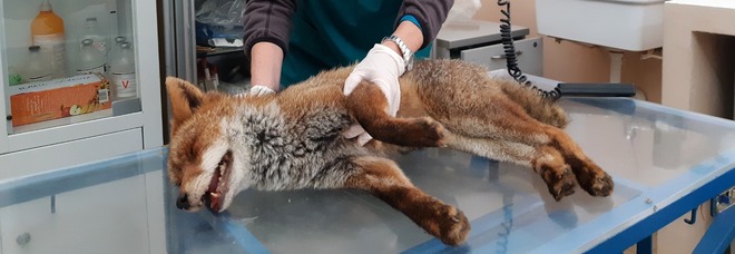 La volpe Cedro non ce l'ha fatta: «Danni irreversibili». Il dolore di chi l'aveva salvata nel parco di Villa Pamphilj La volpe Cedro non ce l'ha fatta: «Danni irreversibili». Il dolore di chi l'aveva salvata nel parco di Villa Pamphilj