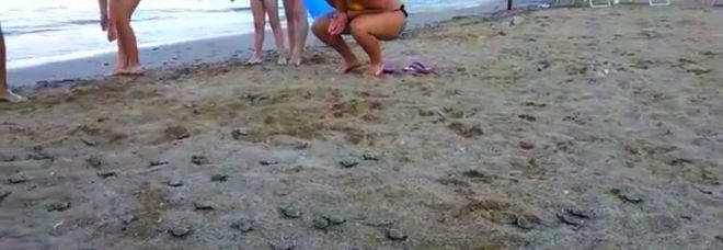 Decine di tartarughine in spiaggia, stupore tra i bagnanti all'Elba. Video boom su Facebook Decine di tartarughine in spiaggia, stupore tra i bagnanti all'Elba. Video boom su Facebook