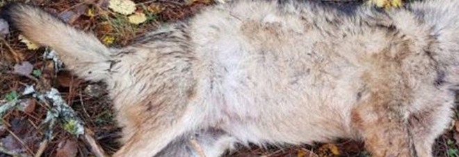Il lupo rinvenuto decapitato in Tirolo. (immagine pubblicata da METEOWEB.EU) Il lupo rinvenuto decapitato in Tirolo. (immagine pubblicata da METEOWEB.EU)