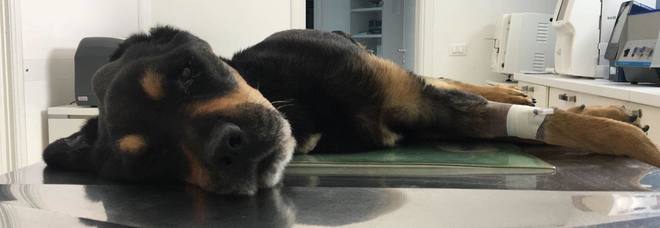 Rocky non ce l'ha fatta, morto il cane maltrattato e abbandonato su un terrazzo Rocky non ce l'ha fatta, morto il cane maltrattato e abbandonato su un terrazzo