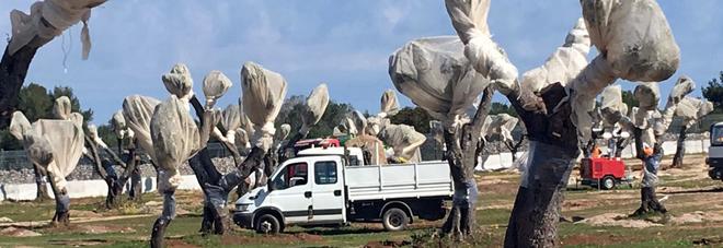 Gasdotto in Puglia, il Tar respinge il ricorso della Regione: gli ulivi possono essere espiantati Gasdotto in Puglia, il Tar respinge il ricorso della Regione: gli ulivi possono essere espiantati