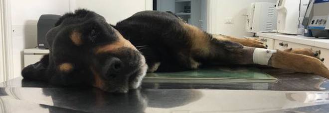 Rocky non ce l'ha fatta, morto il cane maltrattato e abbandonato su un terrazzo Rocky non ce l'ha fatta, morto il cane maltrattato e abbandonato su un terrazzo