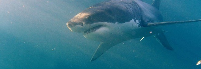 Costa Rica, squalo attacca e uccide una turista americana Costa Rica, squalo attacca e uccide una turista americana