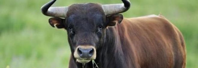 Reggio Calabria come Pamplona, toro scappa dal circo e semina il panico in strada: abbattuto Reggio Calabria come Pamplona, toro scappa dal circo e semina il panico in strada: abbattuto