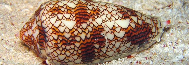 Papà regala al figlio un acquario, ma dentro c'è uno degli animali più velenosi al mondo