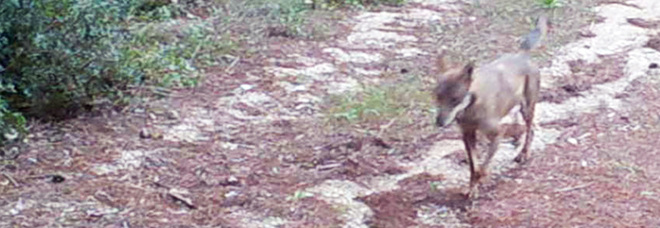 Ecco i lupi nel Parco delle Gravine
immortalati dalle "fototrappole" Ecco i lupi nel Parco delle Gravine
immortalati dalle "fototrappole"