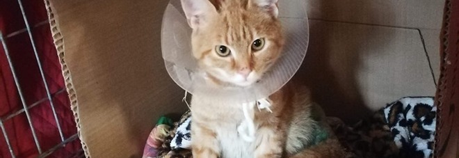 Tigro, 4 mesi, è il gatto randagio di Posina salvato dal sindaco dopo un incidente Tigro, 4 mesi, è il gatto randagio di Posina salvato dal sindaco dopo un incidente