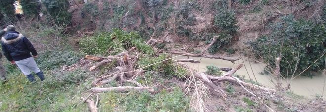 Grossa quercia crolla
sul torrente: rischio
tappo ed esondazione