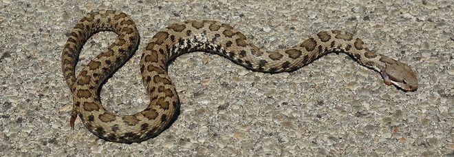 Morsa da una vipera, muore dopo 15 giorni di agonia Morsa da una vipera, muore dopo 15 giorni di agonia