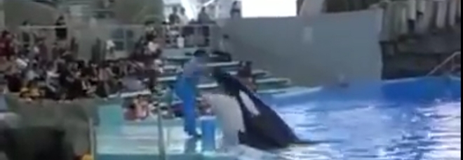 Orca tenta di mordere l'addestratore al delfinario giapponese (video pubblicato da Creature del Mare Onlus) Orca tenta di mordere l'addestratore al delfinario giapponese (video pubblicato da Creature del Mare Onlus)