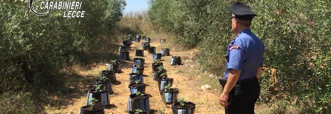 Le piantine di marijuana Le piantine di marijuana