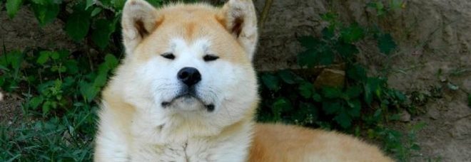 Quattro passanti morsi da un Akita in pochi giorni: sequestrato agli incauti proprietari Quattro passanti morsi da un Akita in pochi giorni: sequestrato agli incauti proprietari