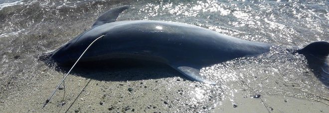 Delfino infiocinato e ucciso in Sardegna: è caccia ai responsabili