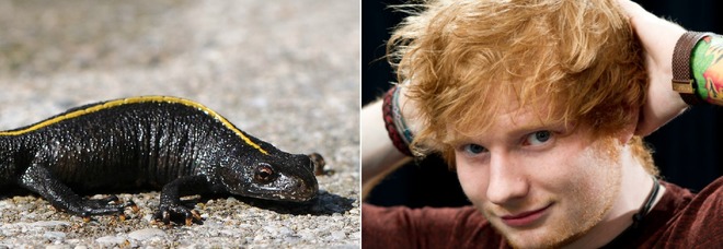 Ed Sheeran e la «maledizione
del tritone crestato», ecco
cosa è successo al cantante