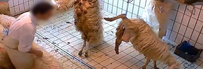 Un fermo immagine del video sui maltrattamenti animali nel Viterbese Un fermo immagine del video sui maltrattamenti animali nel Viterbese
