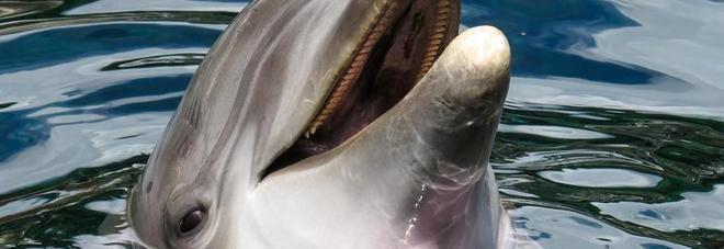 Delfini e balene mai più in cattività, arriva la nuova legge e gli animalisti esultano Delfini e balene mai più in cattività, arriva la nuova legge e gli animalisti esultano