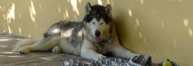 Bimba di 6 anni azzannata dal cane del vicino: Bimba di 6 anni azzannata dal cane del vicino: