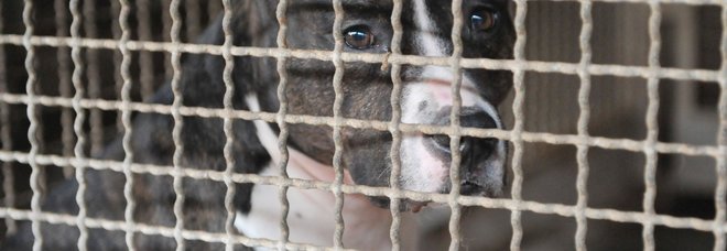 Sbranato dai cani, esposto animalista in Procura: «Chiarire bene i fatti»