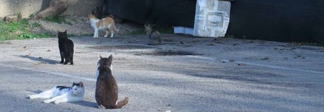 "Catturavano i gatti
con sacchi e retini"