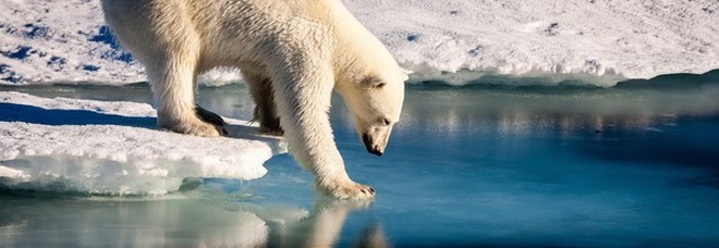 Gli orsi polari diventano cannibali a causa dei cambiamenti climatici e della carenza di cibo Gli orsi polari diventano cannibali a causa dei cambiamenti climatici e della carenza di cibo