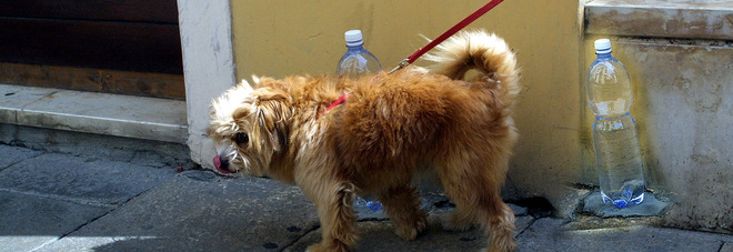 Via Roma: al via l'operazione decoro, arrivano i cestini per cani Via Roma: al via l'operazione decoro, arrivano i cestini per cani