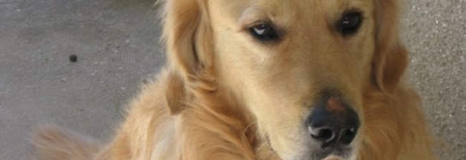 Il cane abbaia, il vicino gli spara un colpo di fucile Il cane abbaia, il vicino gli spara un colpo di fucile