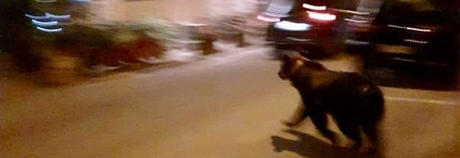 Orso a passeggio a Scanno, i turisti scattano foto senza paura Orso a passeggio a Scanno, i turisti scattano foto senza paura