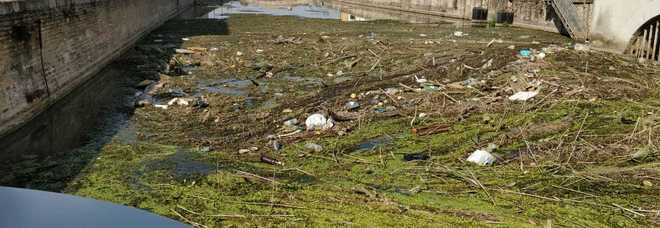 L'isola di immondizie sul canale Battaglia L'isola di immondizie sul canale Battaglia