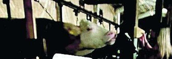 La grande asta dei formaggi A Sutrio c'è Formandi La grande asta dei formaggi A Sutrio c'è Formandi