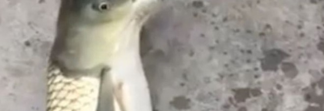 «Metà pesce metà uccello», Pescatore cattura animale mutante «Metà pesce metà uccello», Pescatore cattura animale mutante